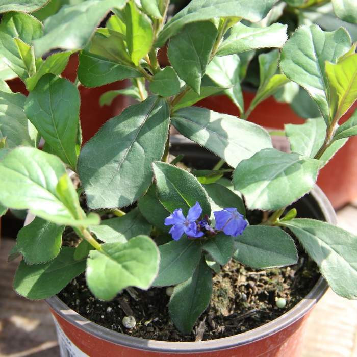 Rohoblizeň olověncovitá 'Gentian Blue' květináč 12cm