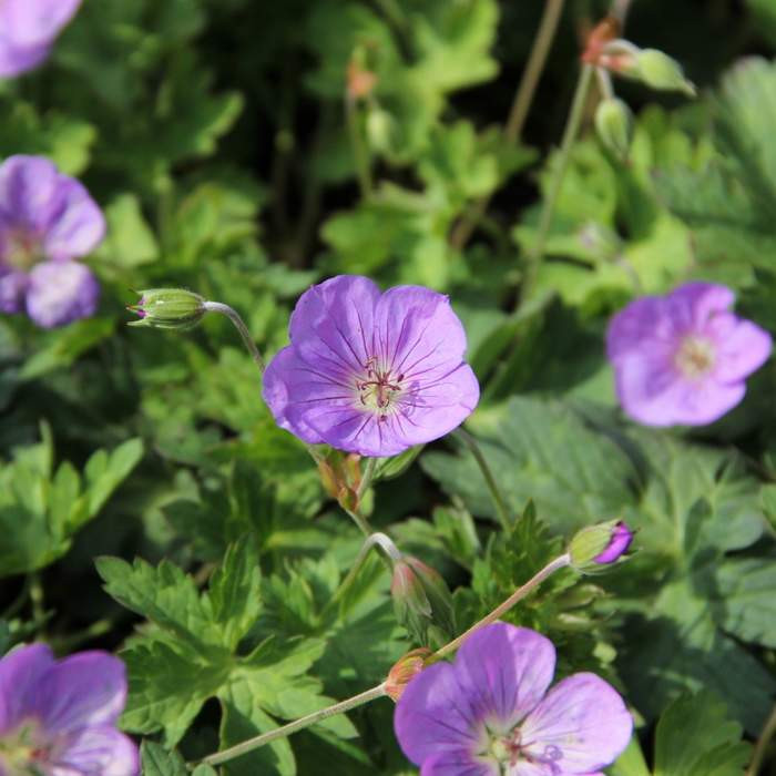 Kakost Wallichův 'Bloom Me Away' květináč 15cm