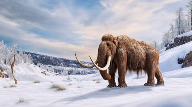 LEONELLO CALVETTI/SCIENCE PHOTO LIBRARY Ilustrace Mammoth, illustration, LEONELLO CALVETTI/SCIENCE PHOTO LIBRARY, 40 × 22.5 cm