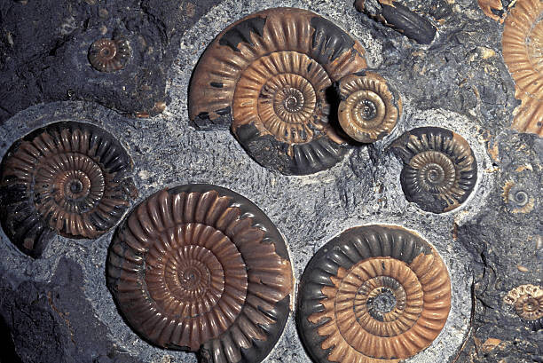 Kevin Schafer Ilustrace FOSSIL AMMONITES, JURASSIC, PROMICROCERAS PLANICOSTA, UK., Kevin Schafer, 40 × 26.7 cm