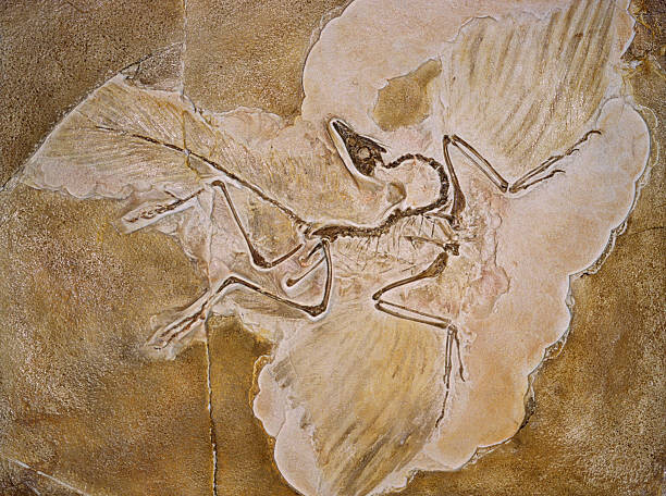 Naturfoto Honal Ilustrace Archaeopteryx Lithographica Fossil, Naturfoto Honal, 40 × 30 cm