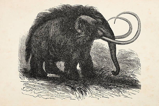 Grafissimo Ilustrace Engraving of extinct woolly mammoth from 1872, Grafissimo, 40 × 26.7 cm