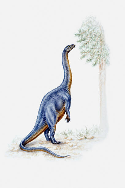 Dorling Kindersley Ilustrace Illustration of a Plateosaurus reaching for, Dorling Kindersley, 26.7 × 40 cm