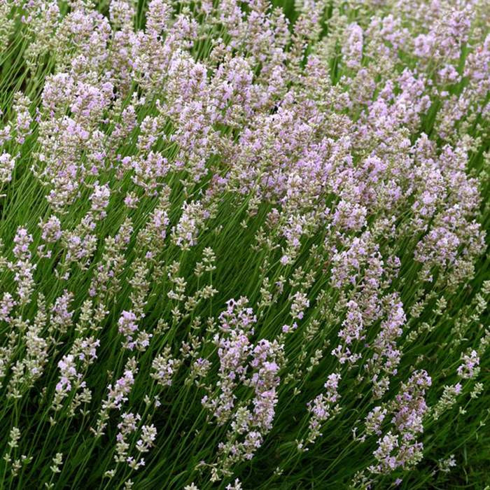 Levandule úzkolistá 'Hidcote Pink' květináč 3 litry