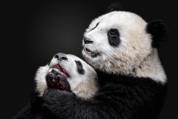 Alessandro Catta Fotografie Pandas, Alessandro Catta, 40 × 26.7 cm