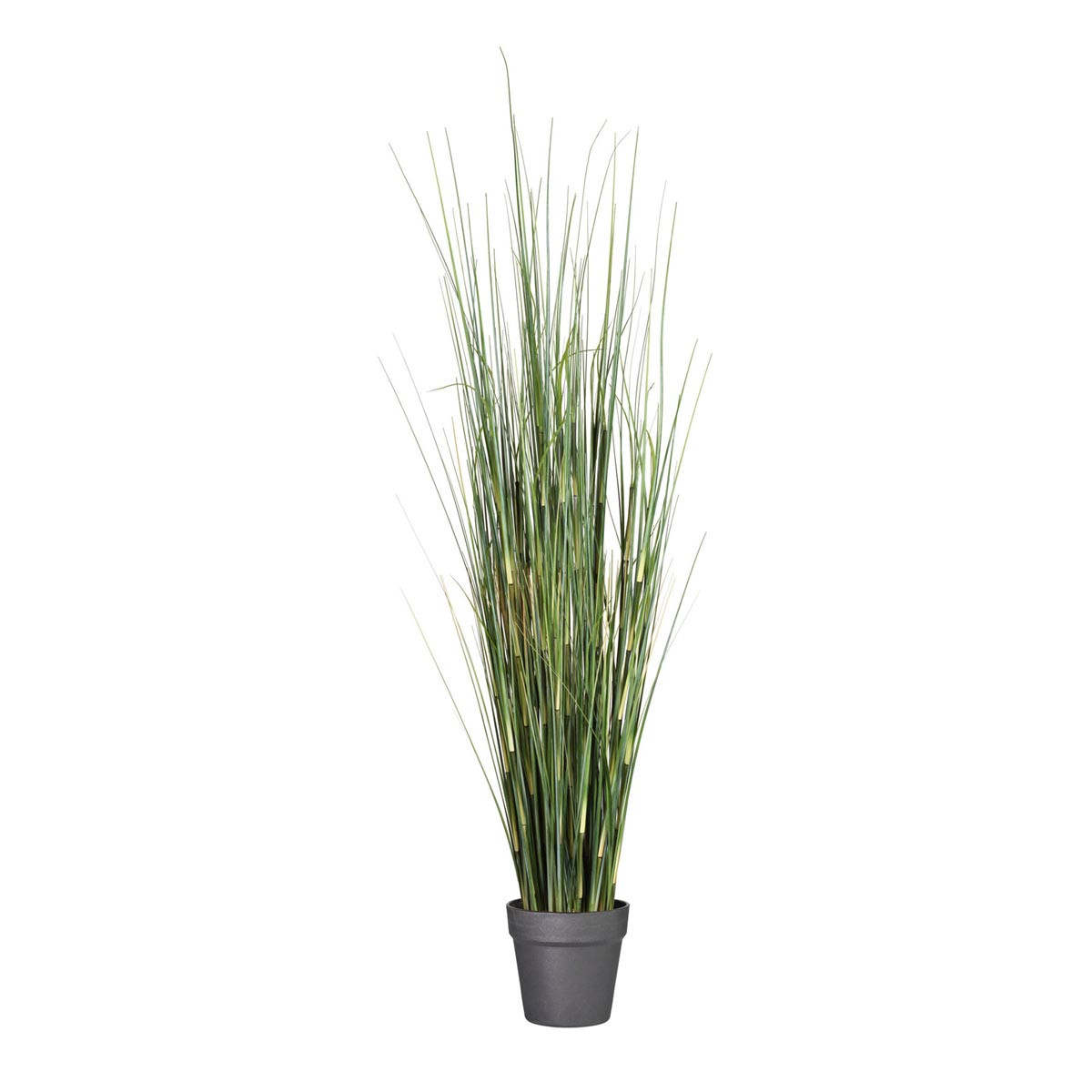 Gasper Tráva Equisetum, 95 cm