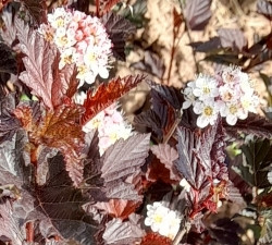 Tavola červenolistá o výšce 50cm - 55cm