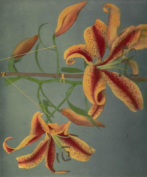 Ogawa Kazumasa Obrazová reprodukce Lily, 1896, Ogawa Kazumasa, 35 × 40 cm