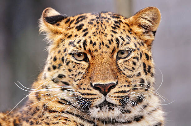 Picture by Tambako the Jaguar Fotografie Portrait of Amur leopard, Picture by Tambako the Jaguar, 40 × 26.7 cm