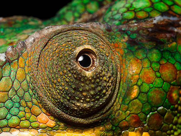 Jonathan Knowles Fotografie Panther Chameleon's eye, close up, Jonathan Knowles, 40 × 30 cm