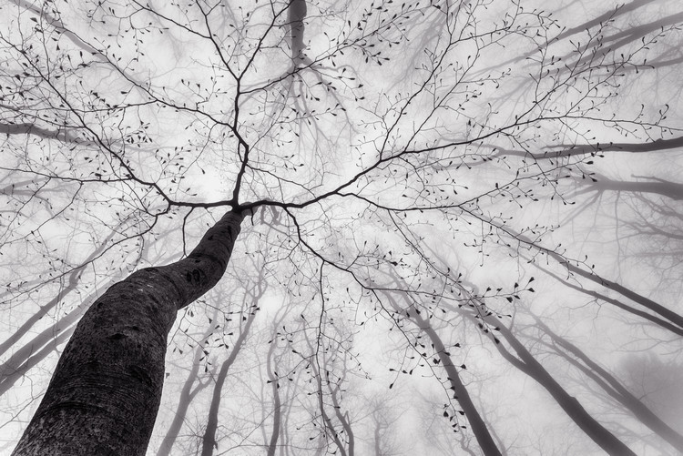 Tom Pavlasek Fotografie A view of the tree crown, Tom Pavlasek, 40 × 26.7 cm