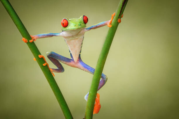 shikhei goh Fotografie Hello, shikhei goh, 40 × 26.7 cm