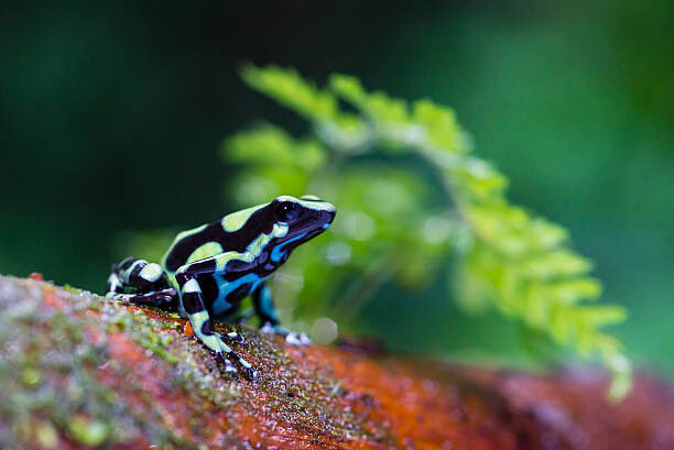 pchoui Fotografie Green and black poison dart Frog,, pchoui, 40 × 26.7 cm