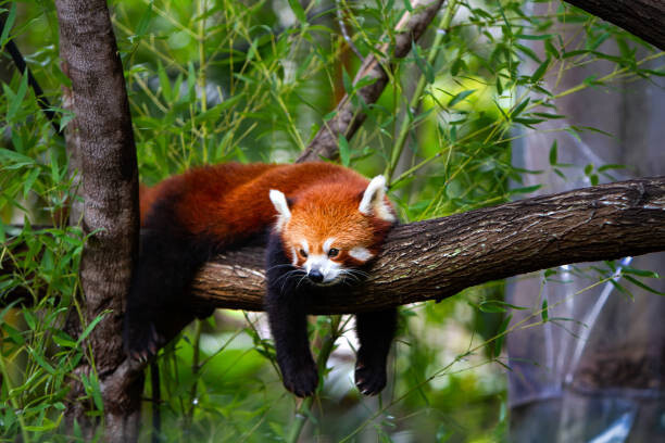 Marianne Purdie Fotografie Red panda, Marianne Purdie, 40 × 26.7 cm