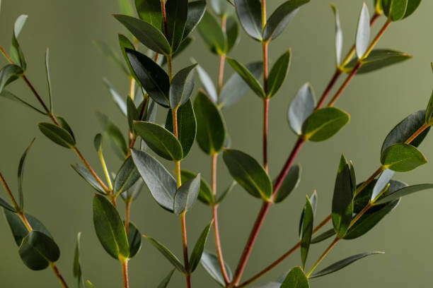 Katerina Era / 500px Fotografie Green eucalyptus branches on dark background, Katerina Era / 500px, 40 × 26.7 cm