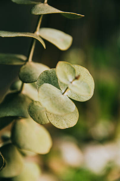 cloudayraw Fotografie Vegetacion, cloudayraw, 26.7 × 40 cm