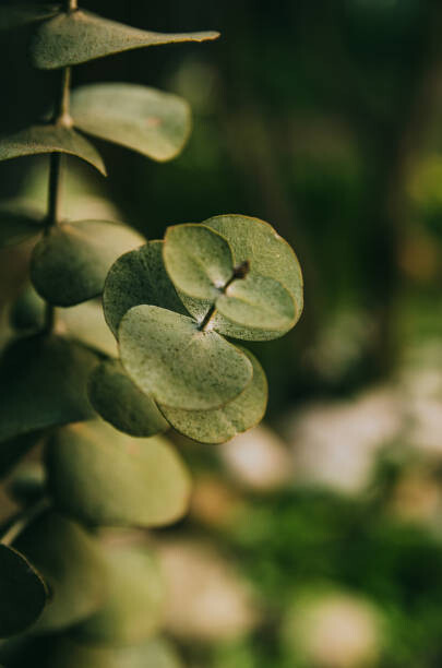 cloudayraw Fotografie Eucalipto plateado, cloudayraw, 26.7 × 40 cm