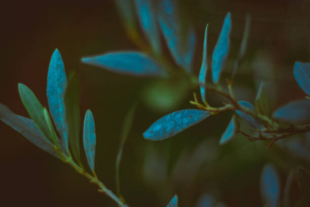 Feruza  Tashmetova Fotografie green grass in the park with, Feruza  Tashmetova, 40 × 26.7 cm