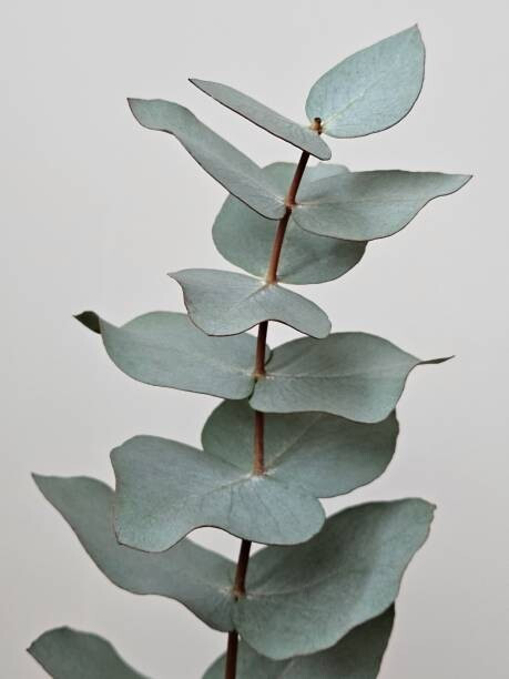 Dexter Fotografie Close-up Of Eucalyptus Gunnii Leaves, Dexter, 30 × 40 cm