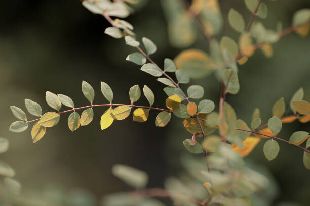 Goxi Fotografie Colorful leaves, Goxi, 40 × 26.7 cm