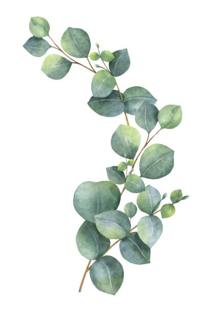 ElenaMedvedeva Fotografie Watercolor vector wreath with green eucalyptus, ElenaMedvedeva, 26.7 × 40 cm