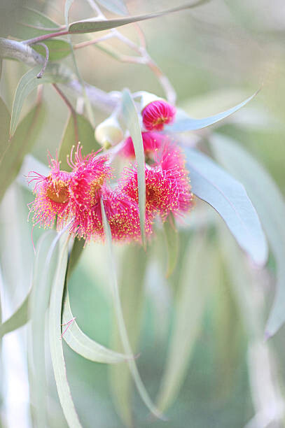 Sharon Lapkin Fotografie Flowering eucalyptus trees, Sharon Lapkin, 26.7 × 40 cm