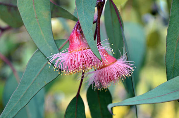 KarenHBlack Fotografie Pink gum tree (Corymbia) blossoms, KarenHBlack, 40 × 26.7 cm