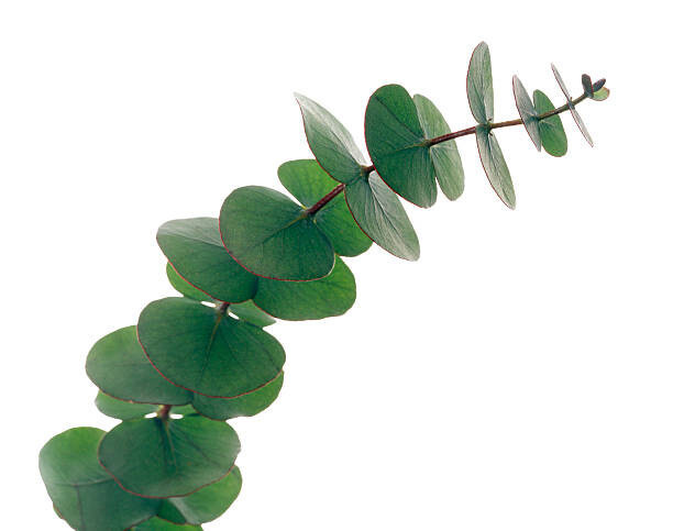 GAVIN KINGCOME / SPL Fotografie Eucalyptus leaves, GAVIN KINGCOME / SPL, 40 × 30 cm