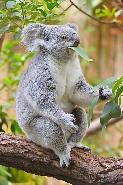 Raimund Linke Fotografie Koala, Phascolarctos cinereus, Raimund Linke, 26.7 × 40 cm