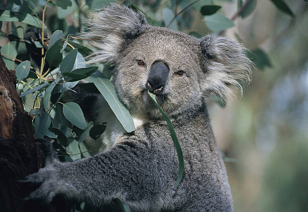 John Carnemolla Fotografie Koala eating gum leaves, John Carnemolla, 40 × 26.7 cm