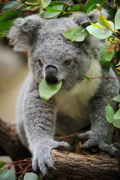 Freder Fotografie young koala, Freder, 26.7 × 40 cm