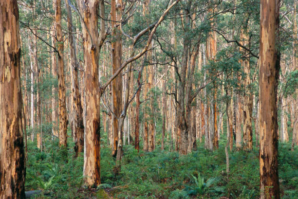 Grant Faint Fotografie Forest of Eucalyptus Trees, Grant Faint, 40 × 26.7 cm