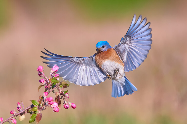 Jim Luo Fotografie Colorful Spring, Jim Luo, 40 × 26.7 cm