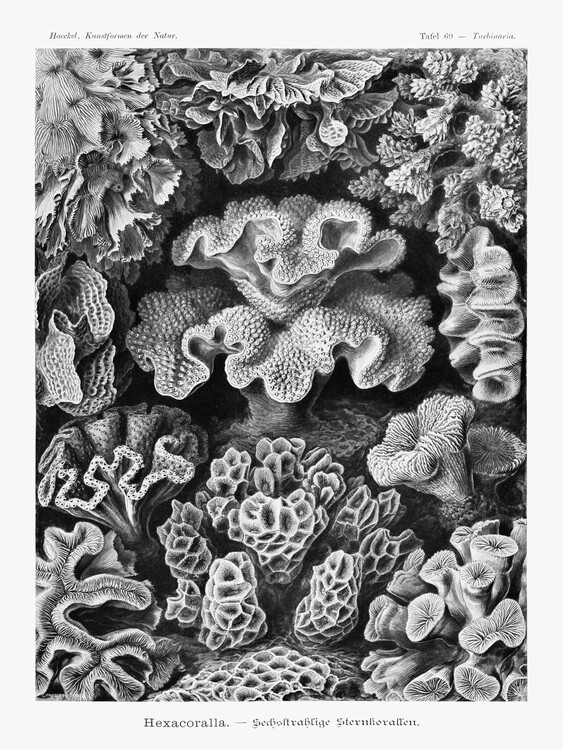 Ernst Haeckel Obrazová reprodukce Hexacoralla–Sechsstrahlige Sternkorallen, Ernst Haeckel, 30 × 40 cm