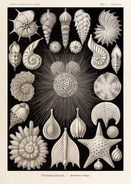 Haeckel, Ernst Obrazová reprodukce Plate 2 Globigerina Thalamophora, Haeckel, Ernst, 30 × 40 cm