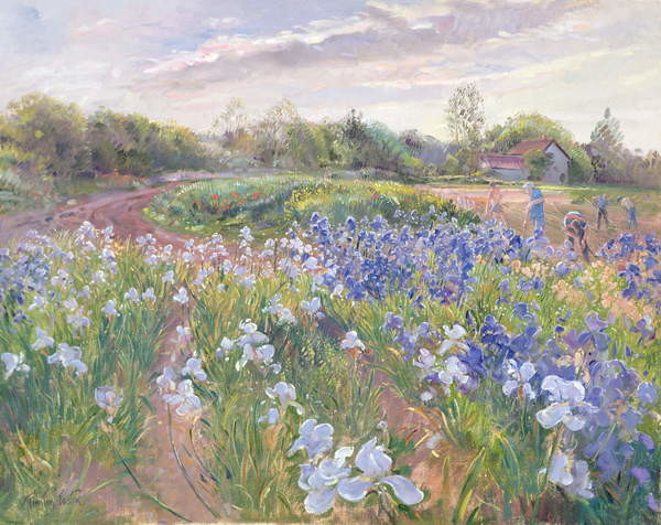 Timothy Easton Obrazová reprodukce Sunsparkle on Irises, 1996, Timothy Easton, 40 × 30 cm