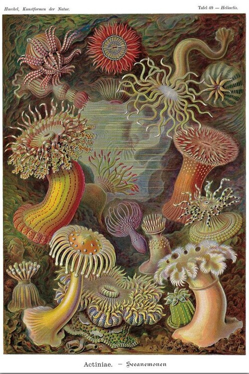 CLOSE UP Plakát, Obraz - Ernst Haeckel - Seeanemonen, 61 × 91.5 cm