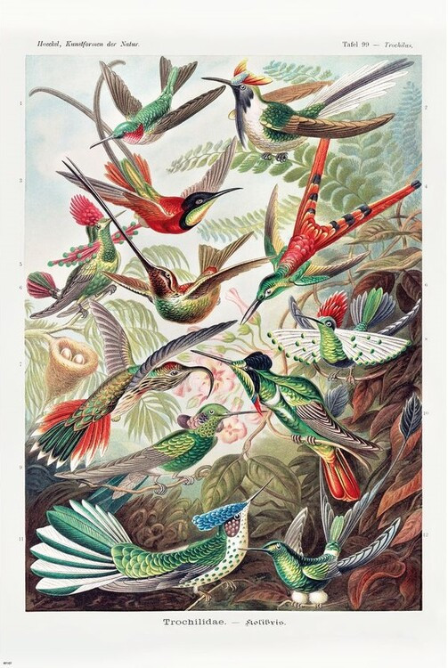 CLOSE UP Plakát, Obraz - Ernst Haeckel - Kolibris, 61 × 91.5 cm