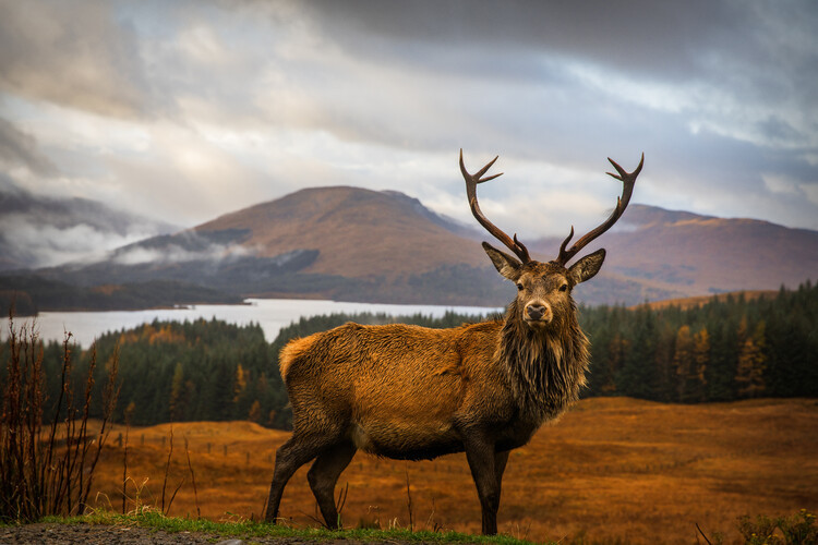 Adrian Popan Fotografie Scottish Stag, Adrian Popan, 40 × 26.7 cm