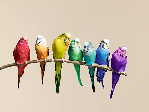 John Scott Fotografie Rainbow row of budgies sat on a branch, John Scott, 40 × 30 cm