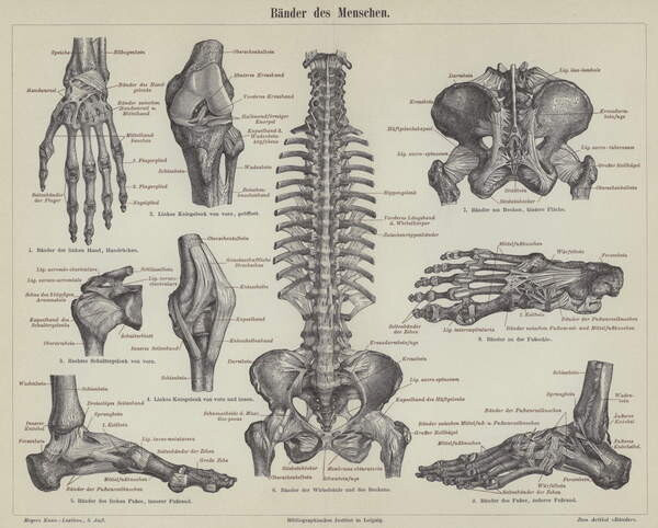 German School, Obrazová reprodukce Ligaments of the human body, German School,, 40 × 30 cm