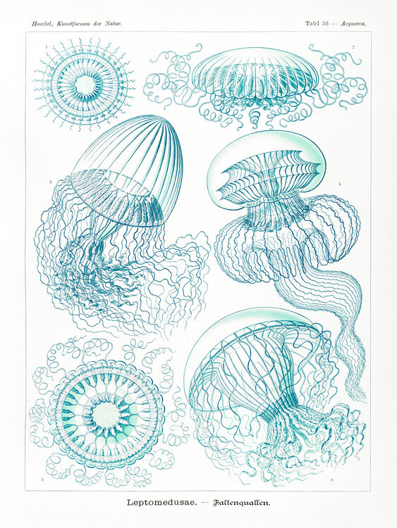 Ernst Haeckel Obrazová reprodukce Leptomedusae–Faltenquallen, Ernst Haeckel, 30 × 40 cm