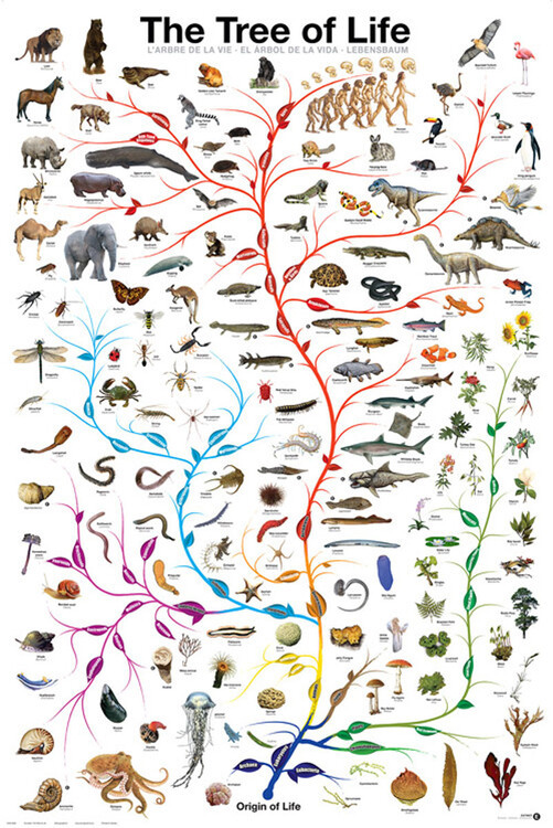 EUROGRAPHICS Plakát, Obraz - Evolution - The Tree of Life, 61 × 91.5 cm