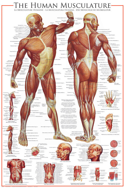 EUROGRAPHICS Plakát, Obraz - The Muscular System, 61 × 91.5 cm