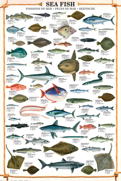 EUROGRAPHICS Plakát, Obraz - Sea fish, 61 × 91.5 cm