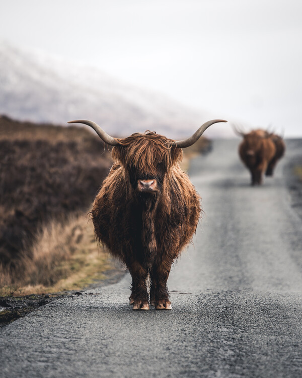 Witold Ziomek Fotografie Cow, Witold Ziomek, 30 × 40 cm