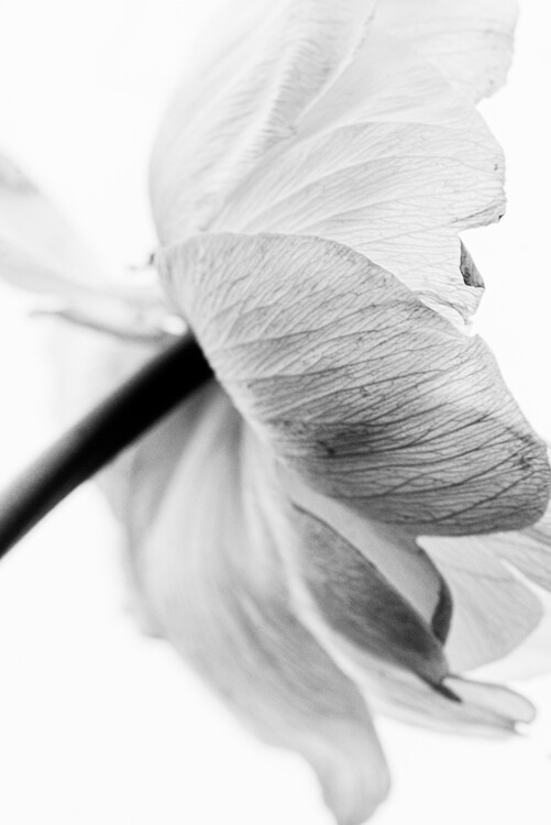 Magda Izzard Fotografie Blooming Flower, Magda Izzard, 26.7 × 40 cm