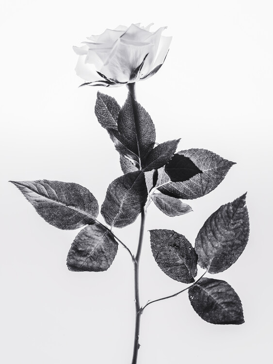 Magda Izzard Fotografie Rose, Magda Izzard, 30 × 40 cm