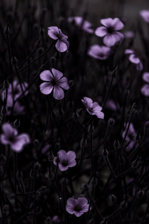 Mareike Bohmer Fotografie Dark Flowers 10, Mareike Bohmer, 26.7 × 40 cm