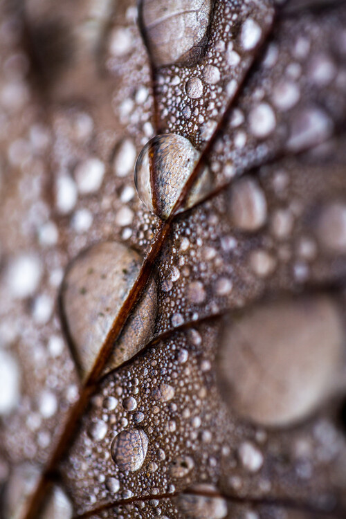 Mareike Bohmer Fotografie Autumn Rain, Mareike Bohmer, 26.7 × 40 cm